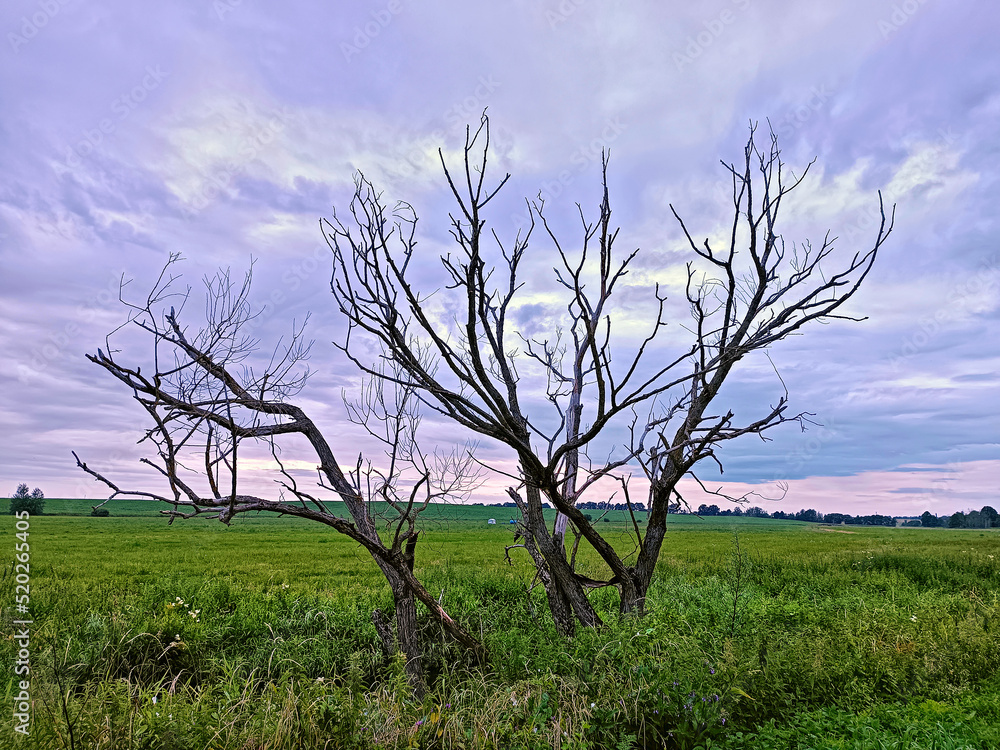 Lone dry dead tree. Storm Rainy weather. Summer overcast sky.