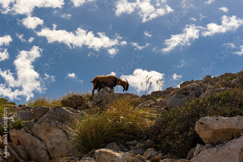 Kozica górska na szczycie skały.  © Aneta