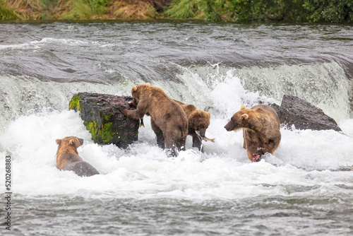 Four bears fishing at Brooks Falls in Alaska