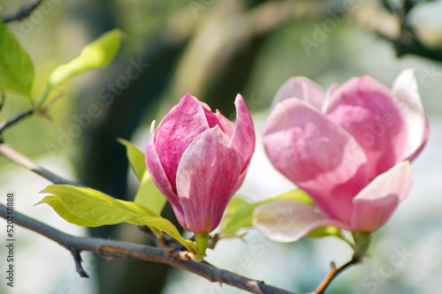 Two buds of a magnolia flower on a branch are shot close-up  macro photography. One flower is half-closed  the second is open. Pink purple buds