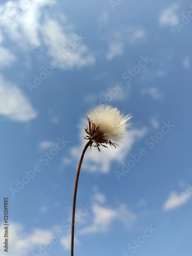 dandelion on blue sky background