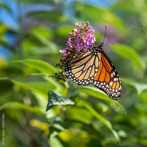 monarch butterfly on flower © Elizabeth C. Waters
