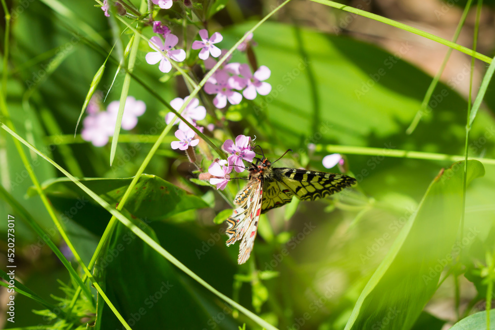 The southern festoon (lat. Zerynthia polyxena), of family Papilionidae (female). Central Russia. The southern festoon (lat. Zerynthia polyxena), of family Papilionidae (female). Central Russia.