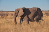 Elephant, Etosha National Park, Namibia