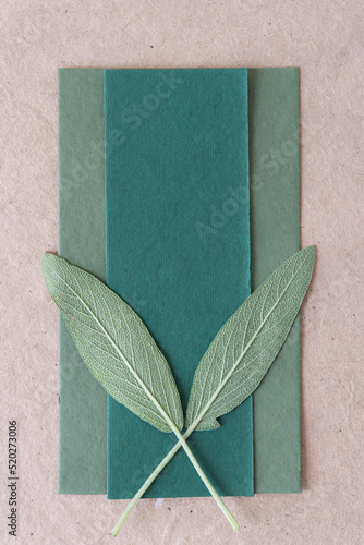 Canvas Print sage leaves on green and brown paper