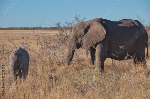 Elephant, Etosha National Park, Namibia © Scott