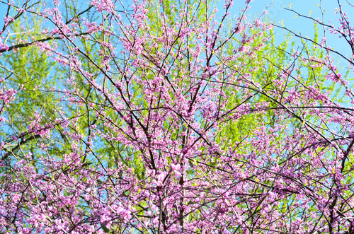 Pink blooms and spring green