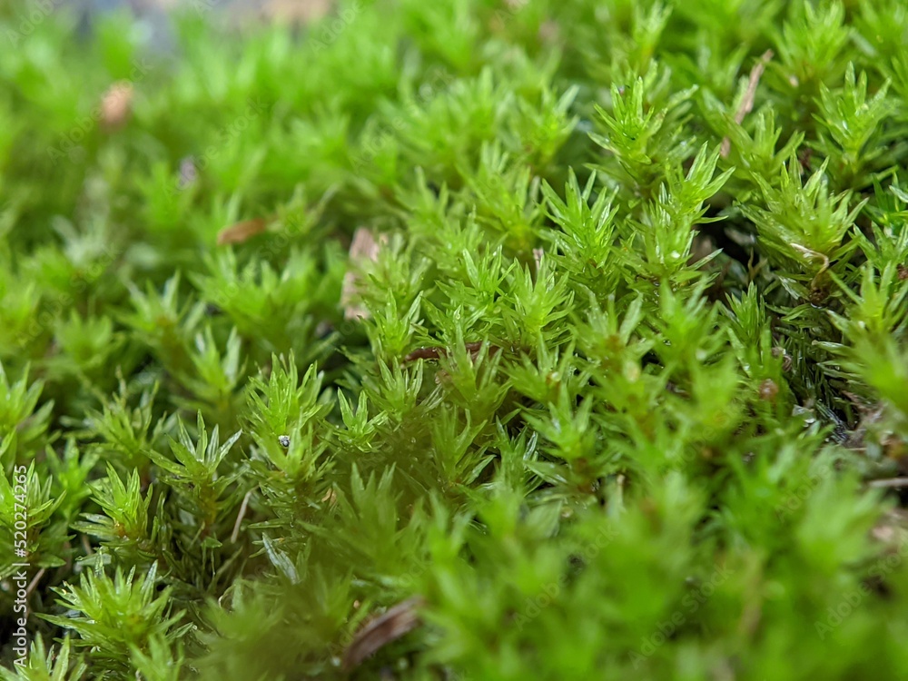 green moss background green moss background
