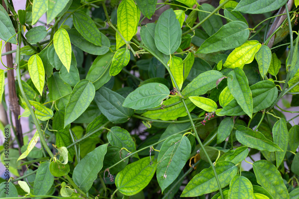 Fresh green leaves of tiliacora triandra plant Fresh green leaves of tiliacora triandra plant
