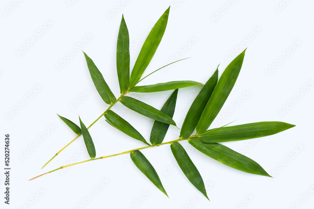 Obraz premium Bamboo leaf. Fresh green leaves on white background.