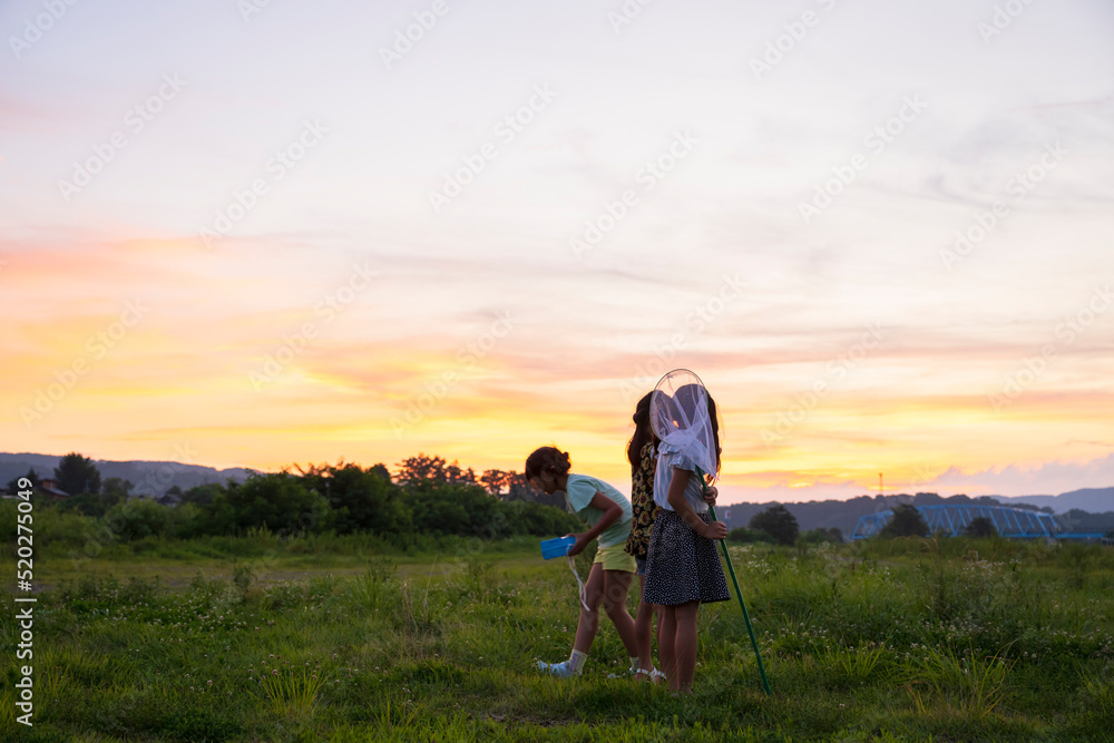 夕焼け空 夏休み 小学生の女の子 日本人 女子 昆虫採集 夕焼け空 夏休み 小学生の女の子 日本人 女子 昆虫採集