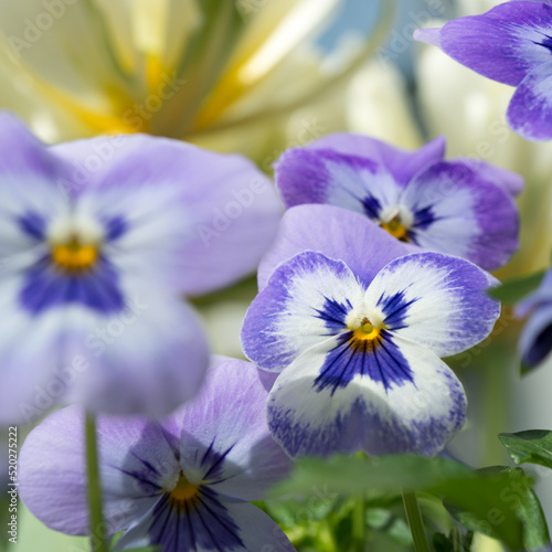 blue violet pansies close up