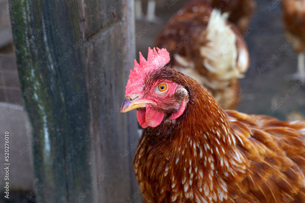 Hens in the chicken farm. Organic poultry house. Hens in the chicken farm. Organic poultry house.