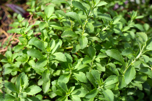 Wallpaper Mural Fresh green leaves of stevia plant. Torontodigital.ca