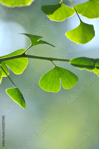 green ginkgo leaves in spring