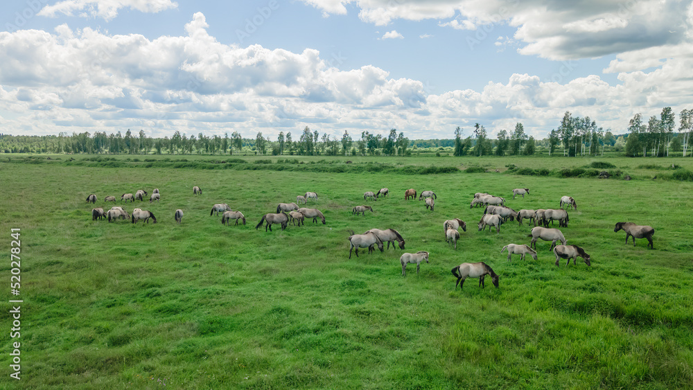 Aerial view of Tarpan horses in nature. Wild horses. Wildlife and nature background. Herd of wild horses Tarpan on the pasture.