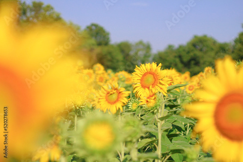 The Sunflower Field 