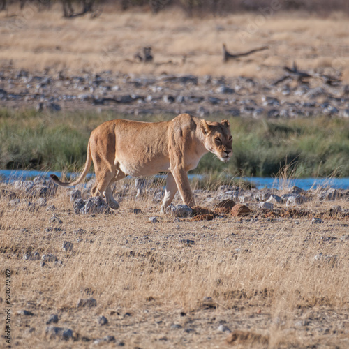 Lionesses at the waterhole, Etosha National Park, Namibia