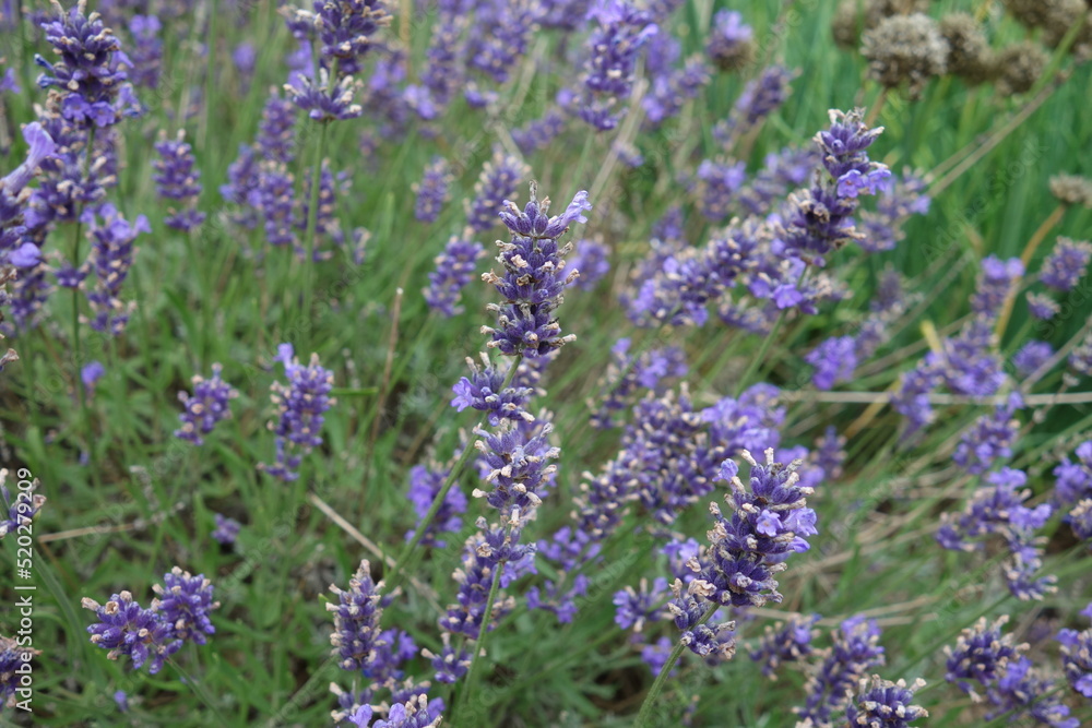 Obraz premium verblühter Lavendel