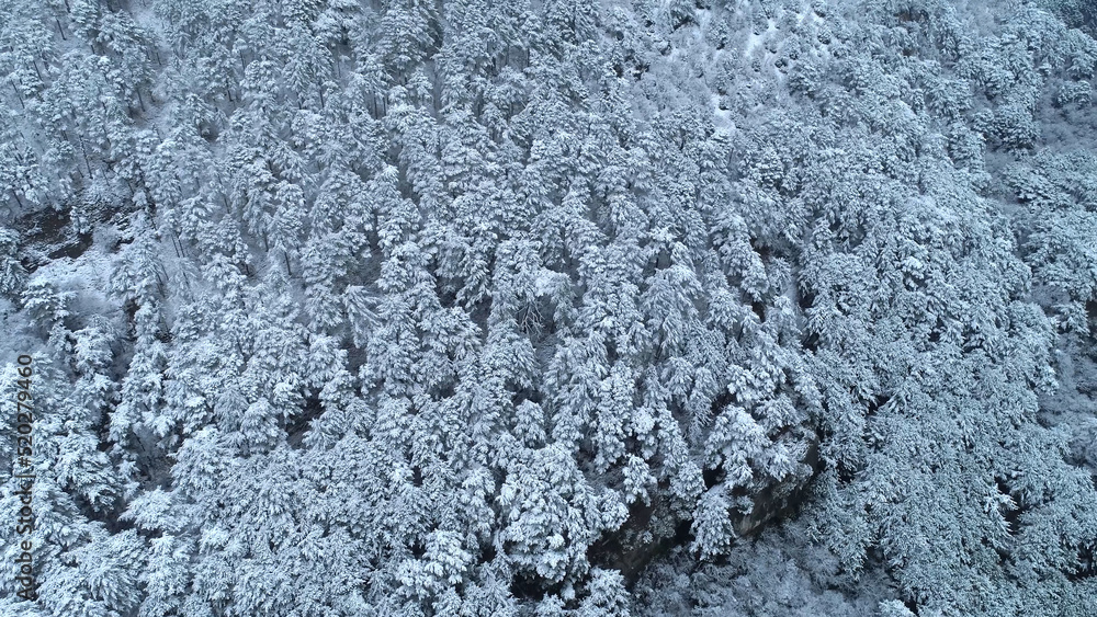 Top down view of the young snow-covered coniferous forest. Shot. Background of snow-covered coniferous trees. Winter view
