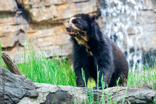 Andean Bear from South America climbing on rocks as a zoo specimen in Tennessee. photo