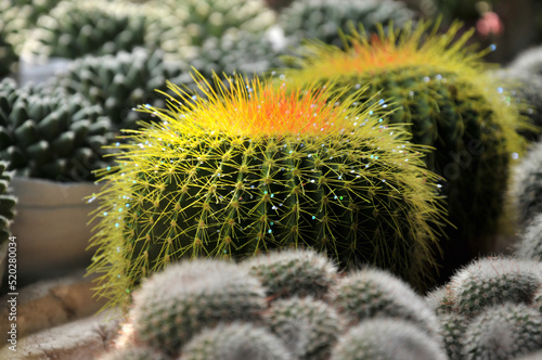 close up of cactus