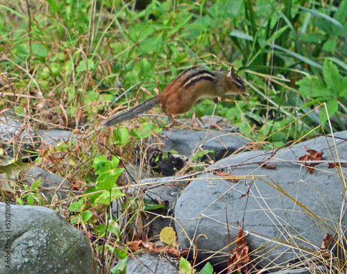 chipmunk jumping from rock to rock