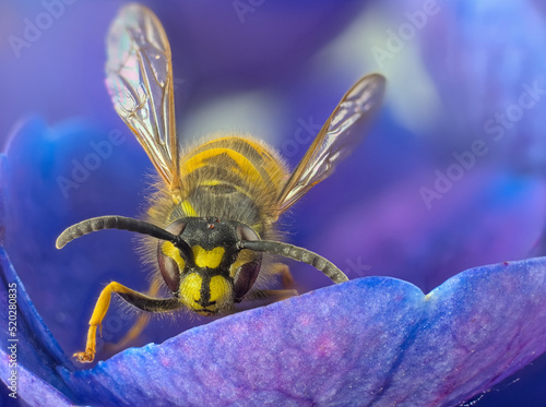 European - german wasp ( Vespula germanica ) single on blue flower