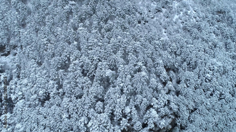 Top down view of the young snow-covered coniferous forest. Shot. Background of snow-covered coniferous trees. Winter view