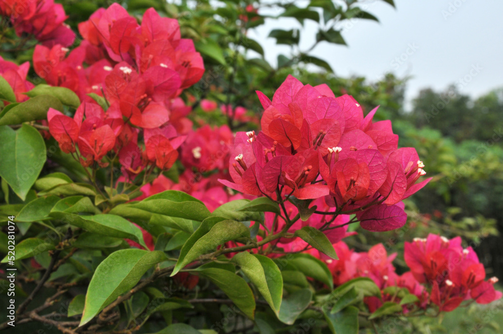 Beautiful bougainvillea flowers Beautiful bougainvillea flowers