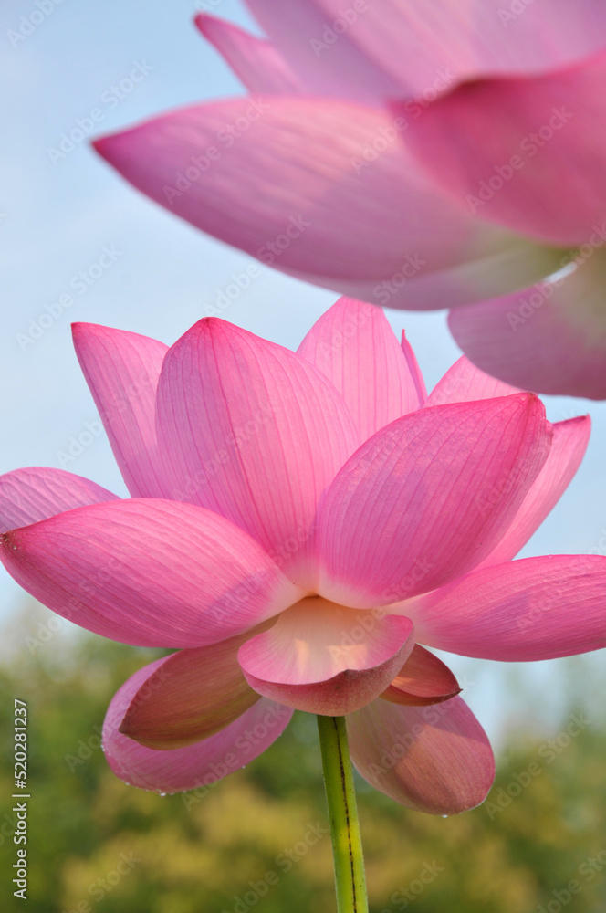 Blossoming lotus flowers Blossoming lotus flowers