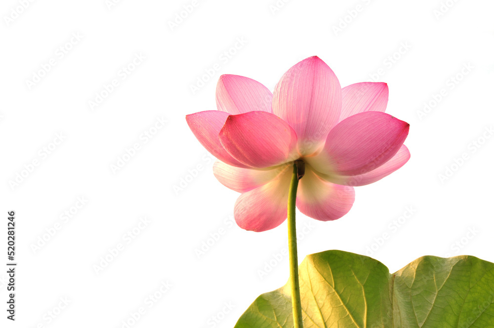 Blossoming lotus flowers Blossoming lotus flowers