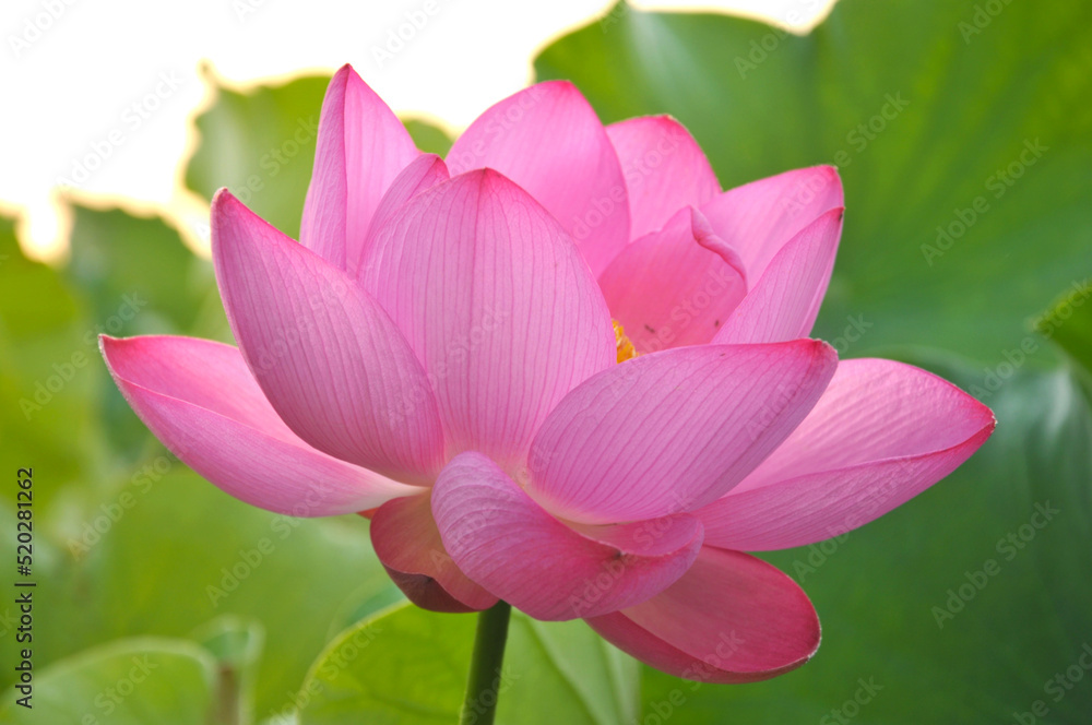 Blossoming lotus flowers