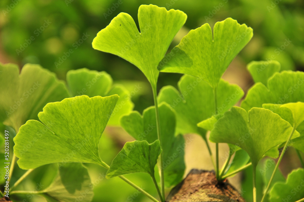 Obraz premium green ginkgo leaves in spring
