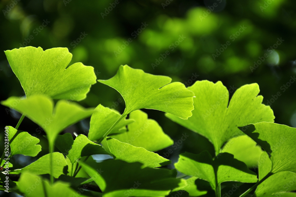 green ginkgo leaves in spring green ginkgo leaves in spring