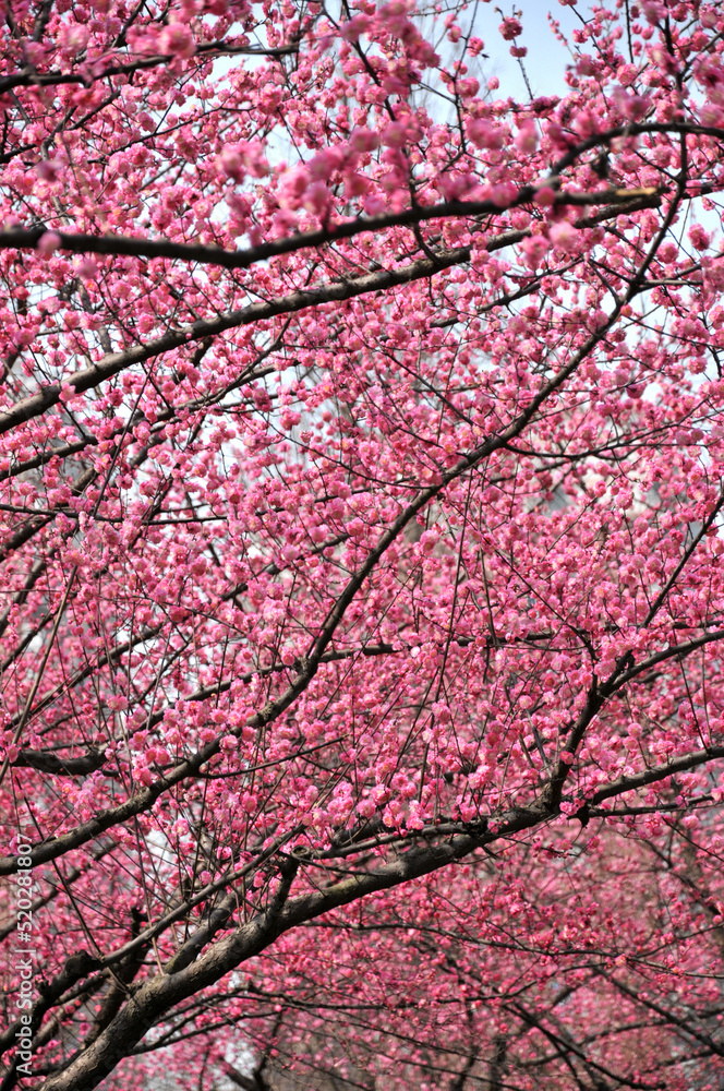 blossoming plum blossom in spring blossoming plum blossom in spring