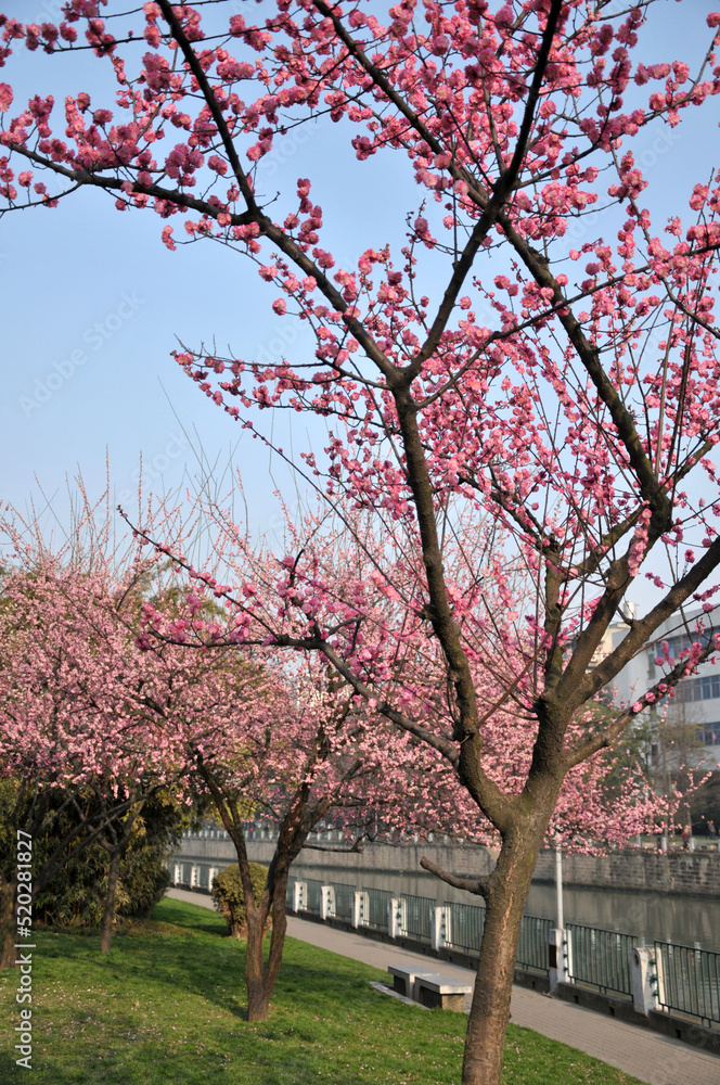 Obraz premium blossoming plum blossom in spring