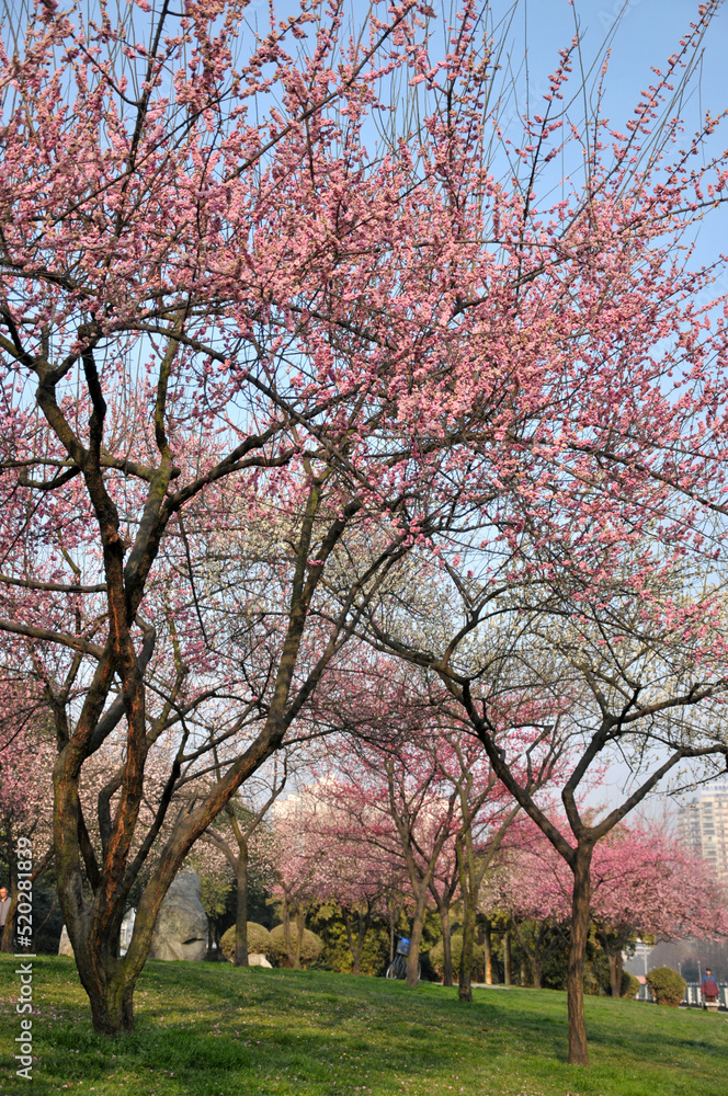 Obraz premium blossoming plum blossom in spring