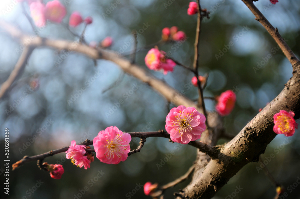 blossoming plum blossom in spring blossoming plum blossom in spring