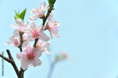 blossoming pear flowers in spring