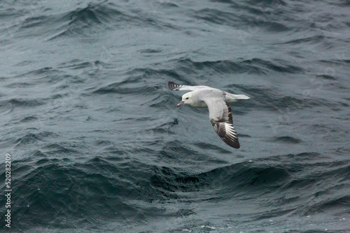 Southern Fulmer (Petrel Plateado) Latin Name: Fulmarus Glacialoides.