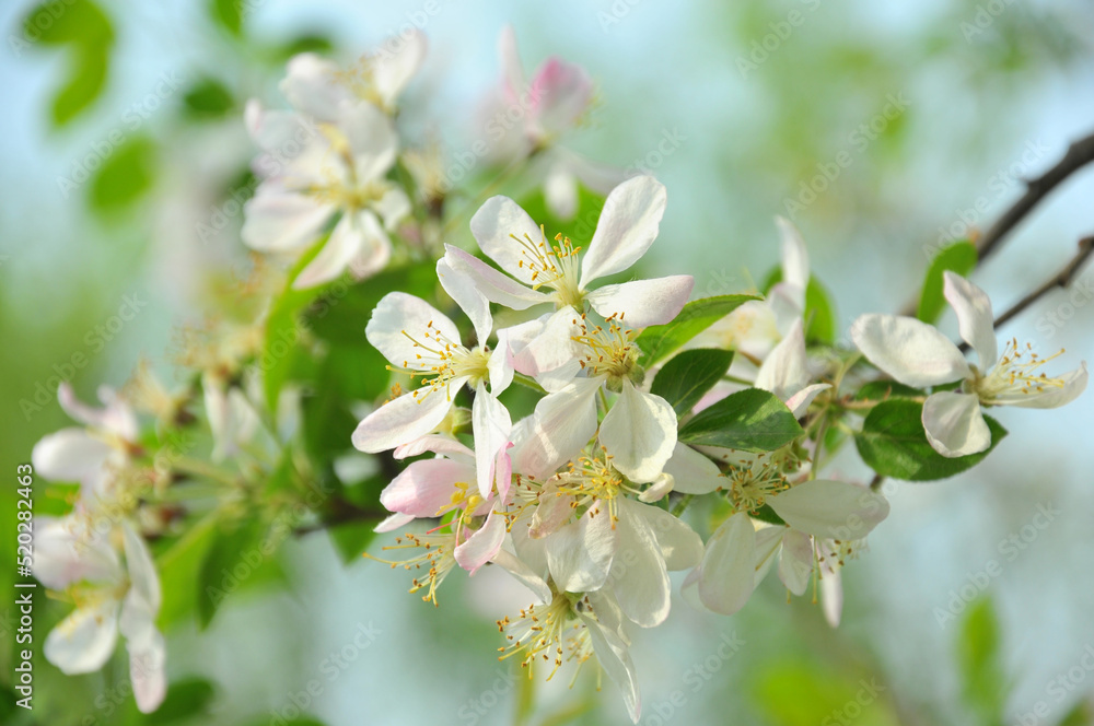 pear flowers in spring