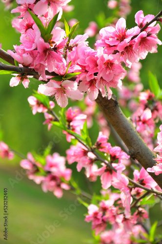Peach blossom in spring time