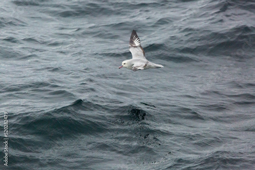Southern Fulmer (Petrel Plateado) Latin Name: Fulmarus Glacialoides.