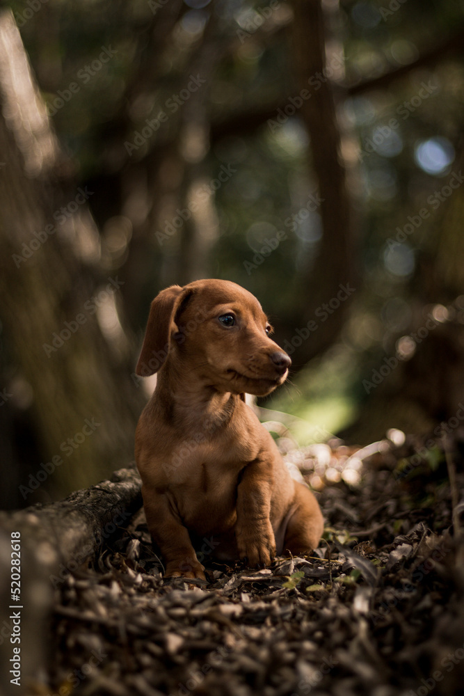 tan dachshund puppy