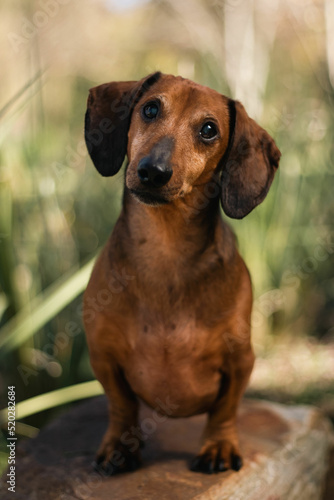 dachshund in the park © Crazy4dachshunds