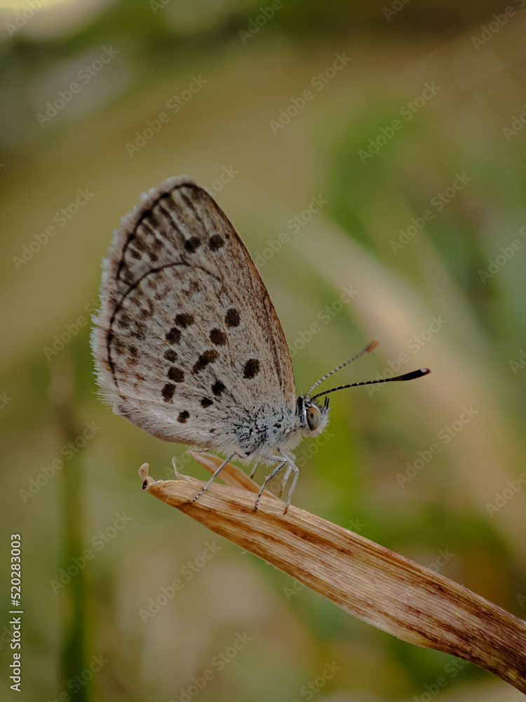 Close-up of Tiny grass blue (zizula hilax) in grass with blurred background Close-up of Tiny grass blue (zizula hilax) in grass with blurred background