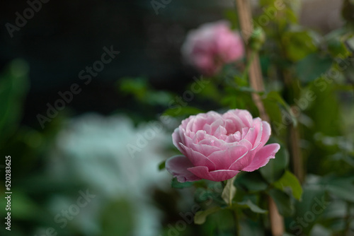 Pink rose in the garden and blurred nature background. Pink rose is a color that symbolizes romance, beauty, tenderness, gentleness, and is likened to the blossoming of sweet love.