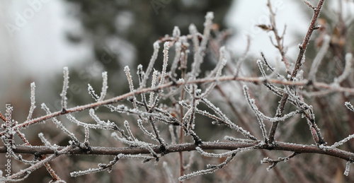 Winter twigs © Vanessa