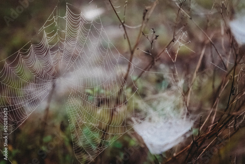 spider web with dew drops